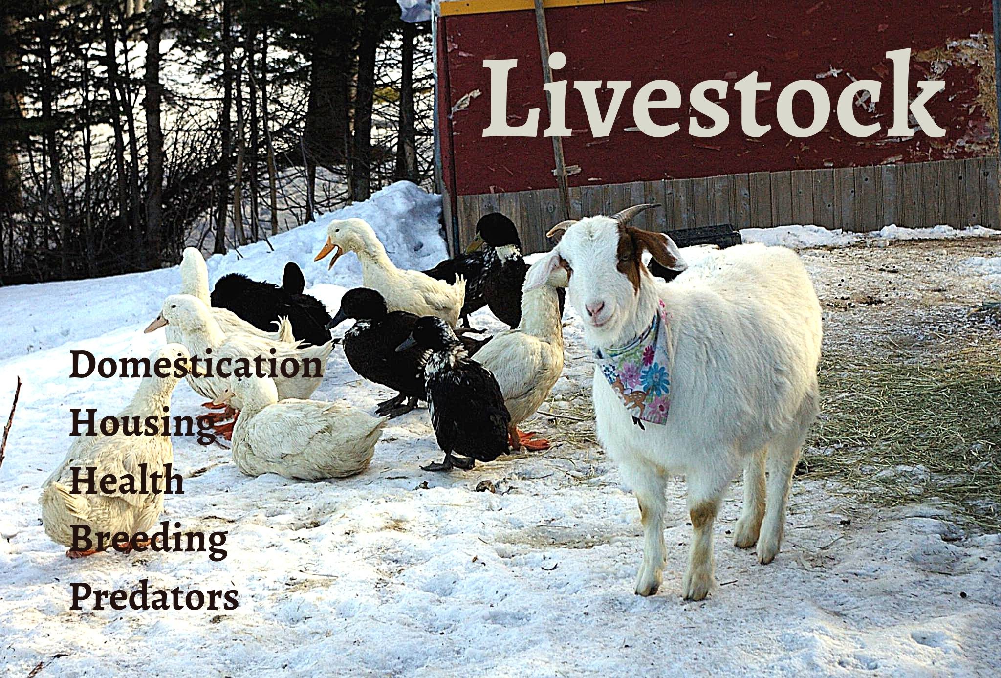 Departments - Livestock
