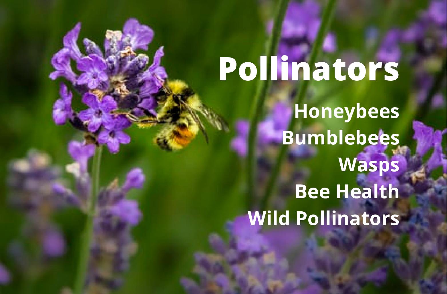 Departments - Pollinators