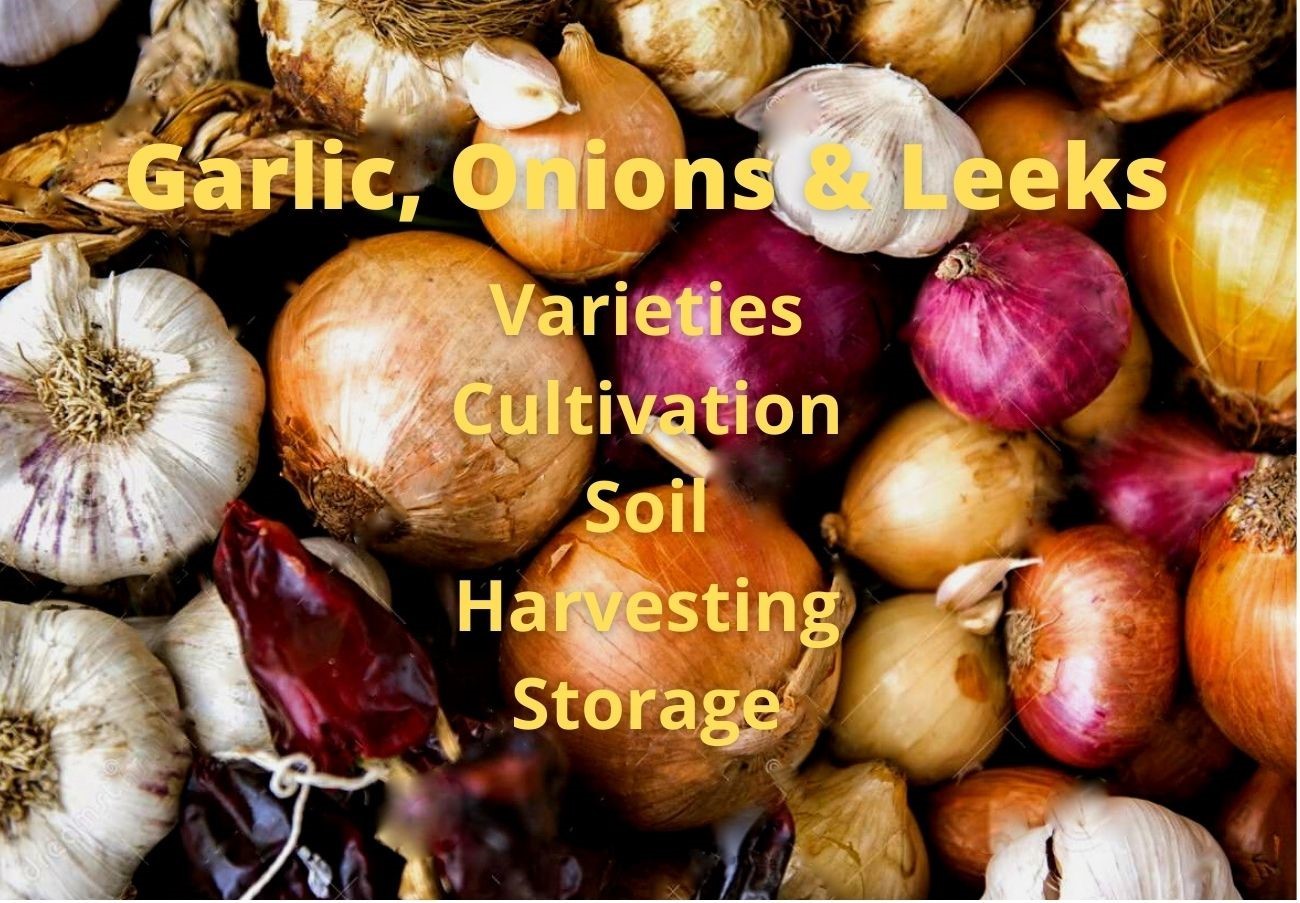 Departments - Onions, Garlic & Leeks